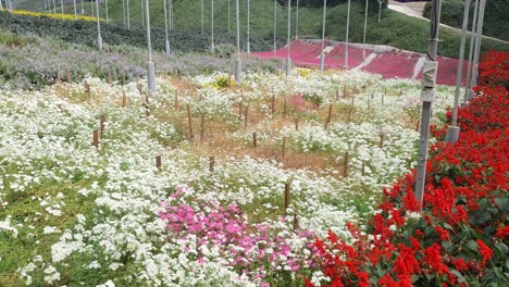 the beautiful flowers and grass beds of cameron highlands malaysia