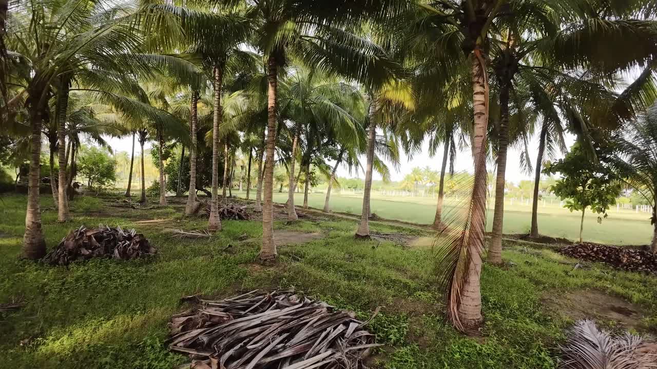 Serene Tropical Landscape with Coconut Palm Trees and Lush Green Fields