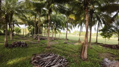 serene tropical landscape with coconut palm trees and lush green fields