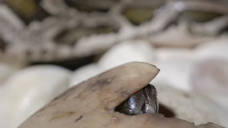 hatching baby python peeking out from shell