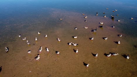 bandada de gansos egipcios y otras aves acuáticas en aguas poco profundas de un estanque, sur de áfrica-1