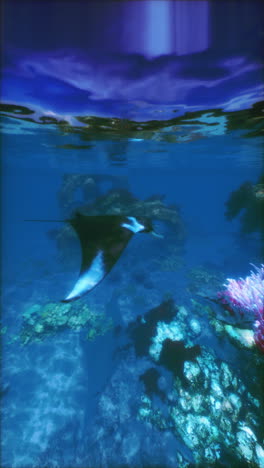 manta ray swimming through a coral reef