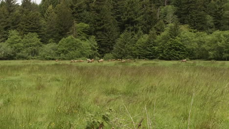 elk are camouflaged in a distant field