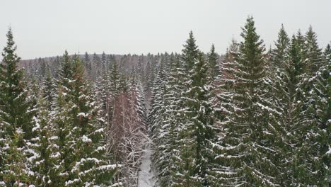 Nahaufnahme-Luftaufnahme-Von-Schneebedeckten-Fichten-Im-Winterwald