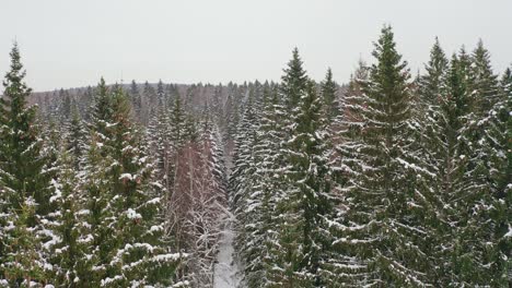 closeup aerial view of snowy spruce trees in winter forest
