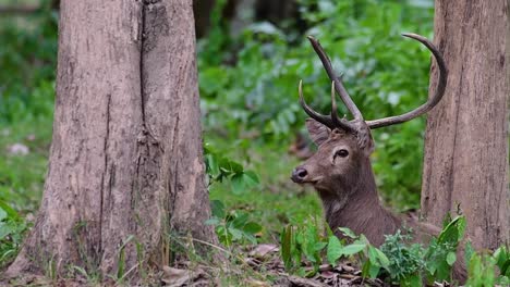 el ciervo del campo es una especie en peligro de extinción debido a la pérdida de hábitat y la caza