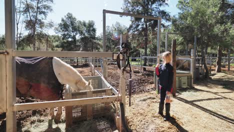 girl feeding a horse at a farm