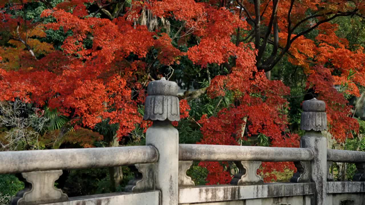 A traditional stone bridge in Kyoto, Japan, beautifully framed by vibrant red maple leaves during peak autumn.