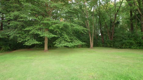 Pullback Shot Of Beautiful Green reserve, Unique Trees Plantation, Ohio, USA