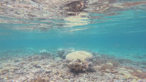 esta serena escena submarina muestra un arrecife de coral con aguas azules claras por encima