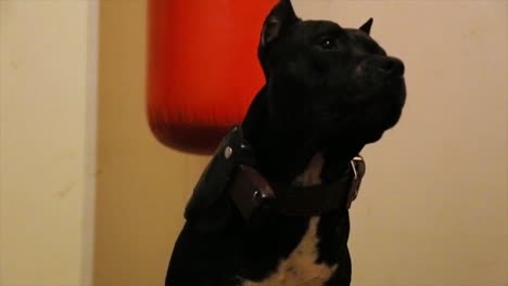 perro pit bull negro cerca de la bolsa de boxeo