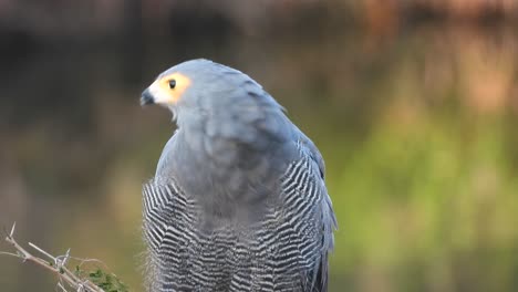 el halcón harrier africano encaramado en una rama de árbol en áfrica