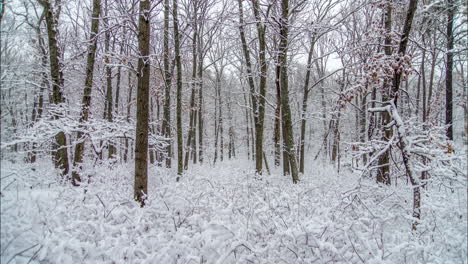 fresh snow hangs off branches and shrubs in a calm winter forrest