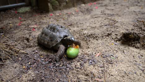 Video-De-Una-Increíble-Tortuga-Bebé-De-Un-Jardín-Botánico-En-Victoria-En-La-Isla-Mahe-En-Seychelles