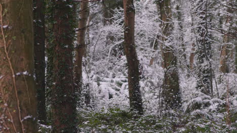 Frostige-Gehölze-Mit-Kriechenden-Reben-Im-Winterwald---Halbtotale,-Statisch