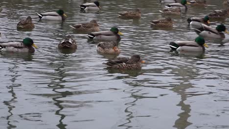 ducks swimming on water close up