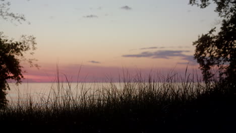 Plantas-Moviéndose-En-El-Viento-Por-El-Paseo-Marítimo