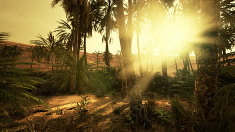 Palm-Trees-in-the-Sahara-Desert