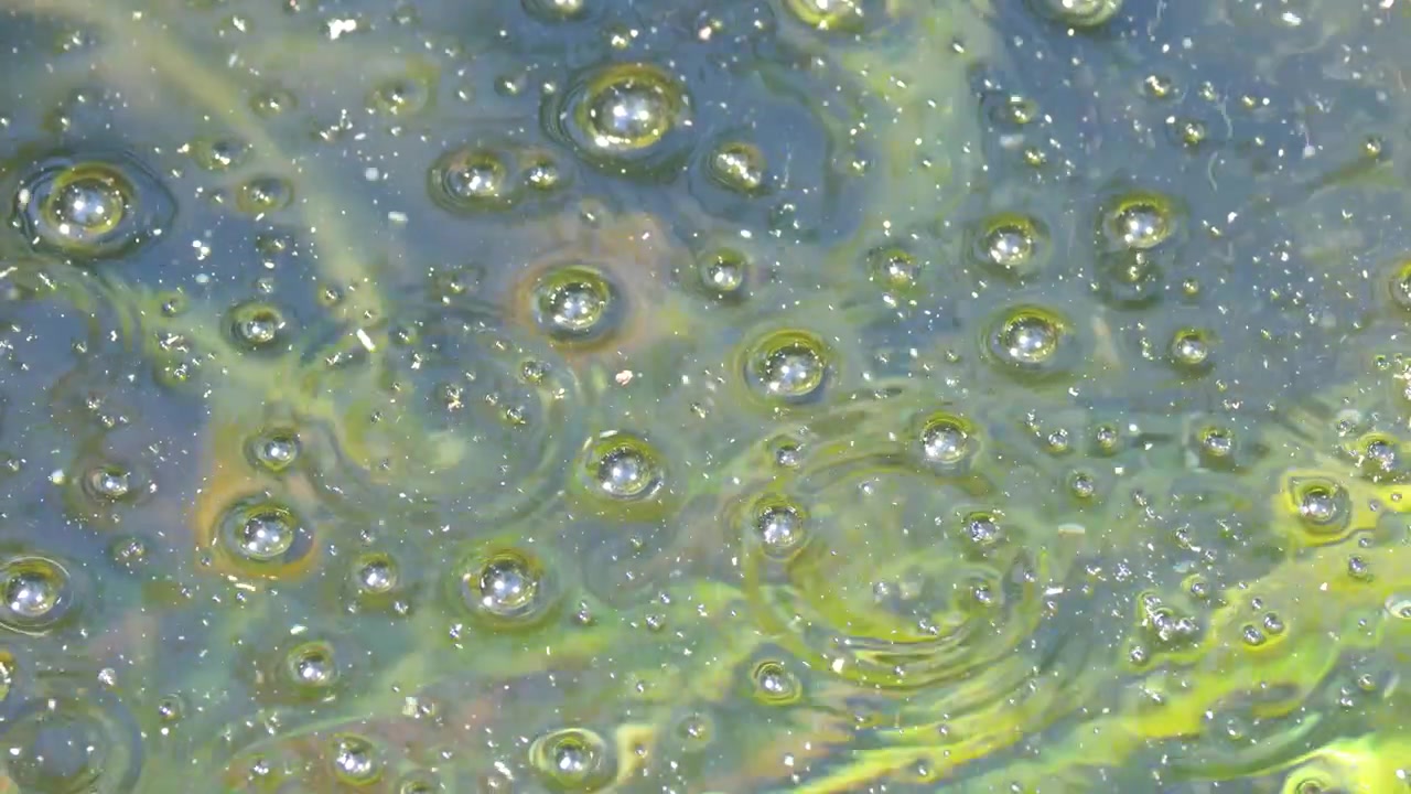 Primo piano statico di bolle d'aria che galleggiano su alghe verdi in uno stagno d'acqua dolce