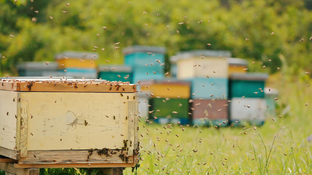 Angry bees coming back to their hives. Honey insects crawling over the wooden hive. Bee farm and greenery in blur at background.