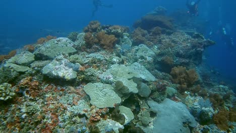 a la deriva sobre una cresta de coral duro saludable con buzos en el fondo