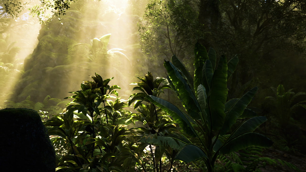 Warm glowing light emphasizes textures and moisture among ferns