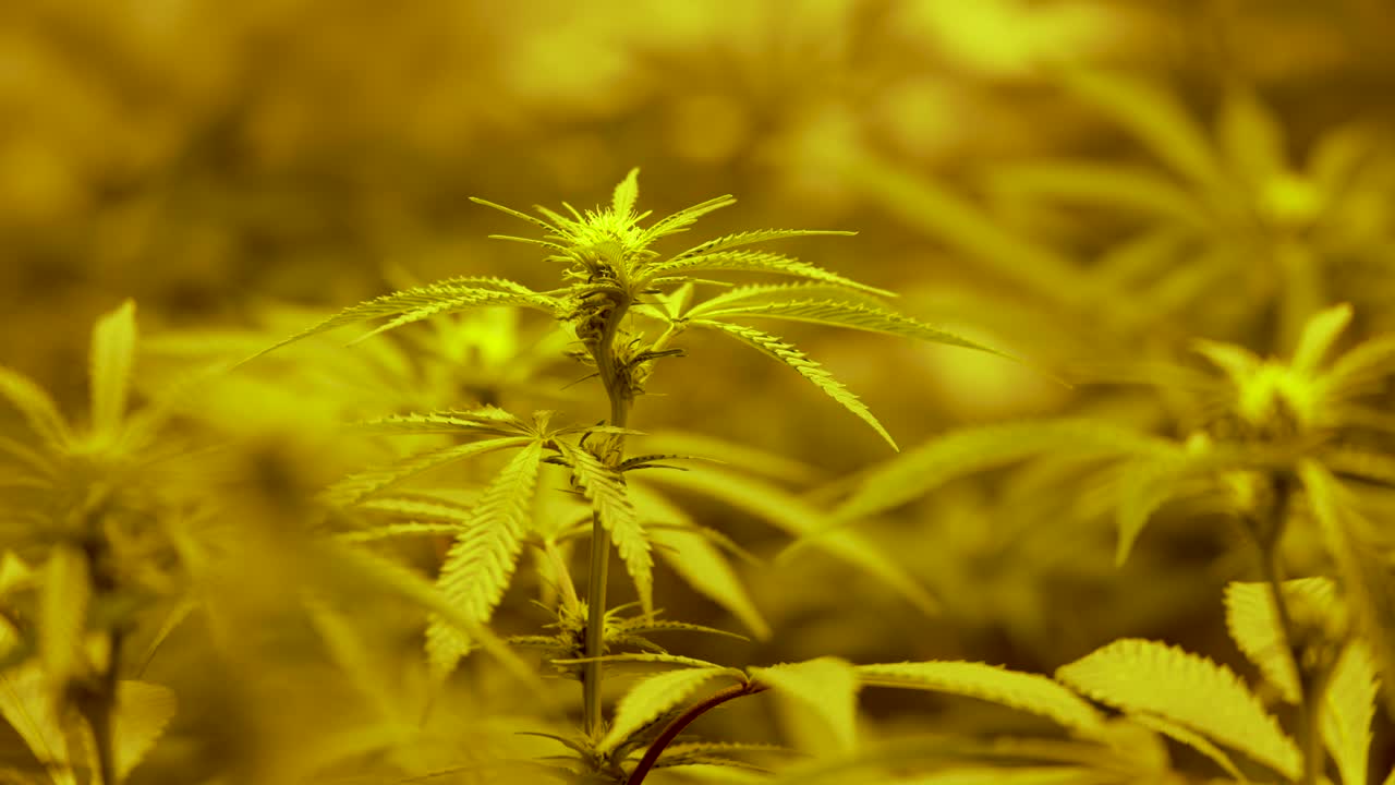 Foglie e germoglio di marijuana mossi dal vento in una grow room interna.