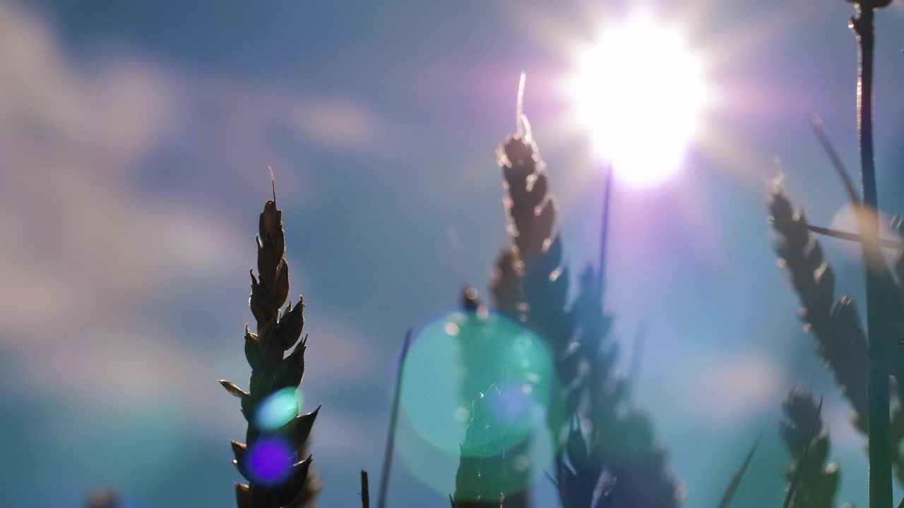 el atardecer de cebada jugando con la luz del sol