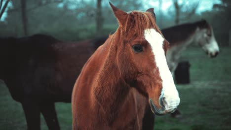 Cinematic-shoot-of-horses-while-standing-on-natural-environment