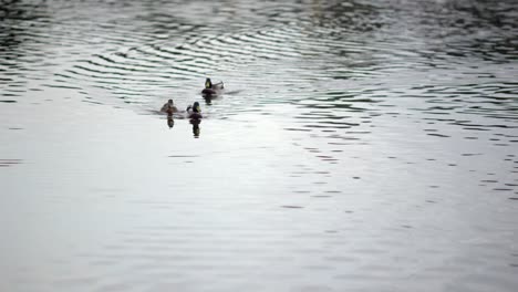 Ducks-swimming-on-the-lake