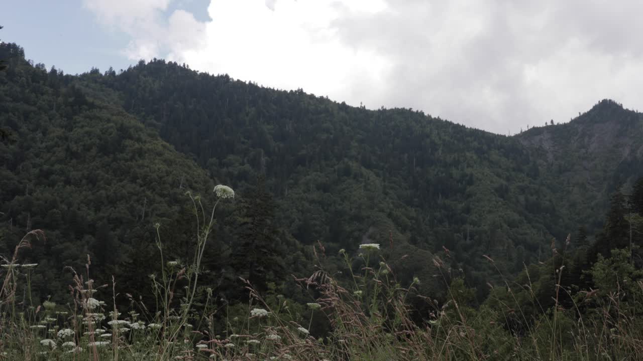 백그라운드에서 산에 야생화