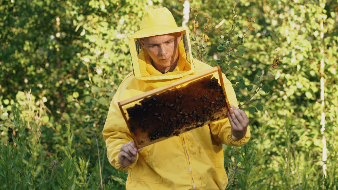 Beekeeper inspecting a bee frame