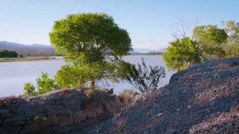 Trees-and-river-on-windy-day