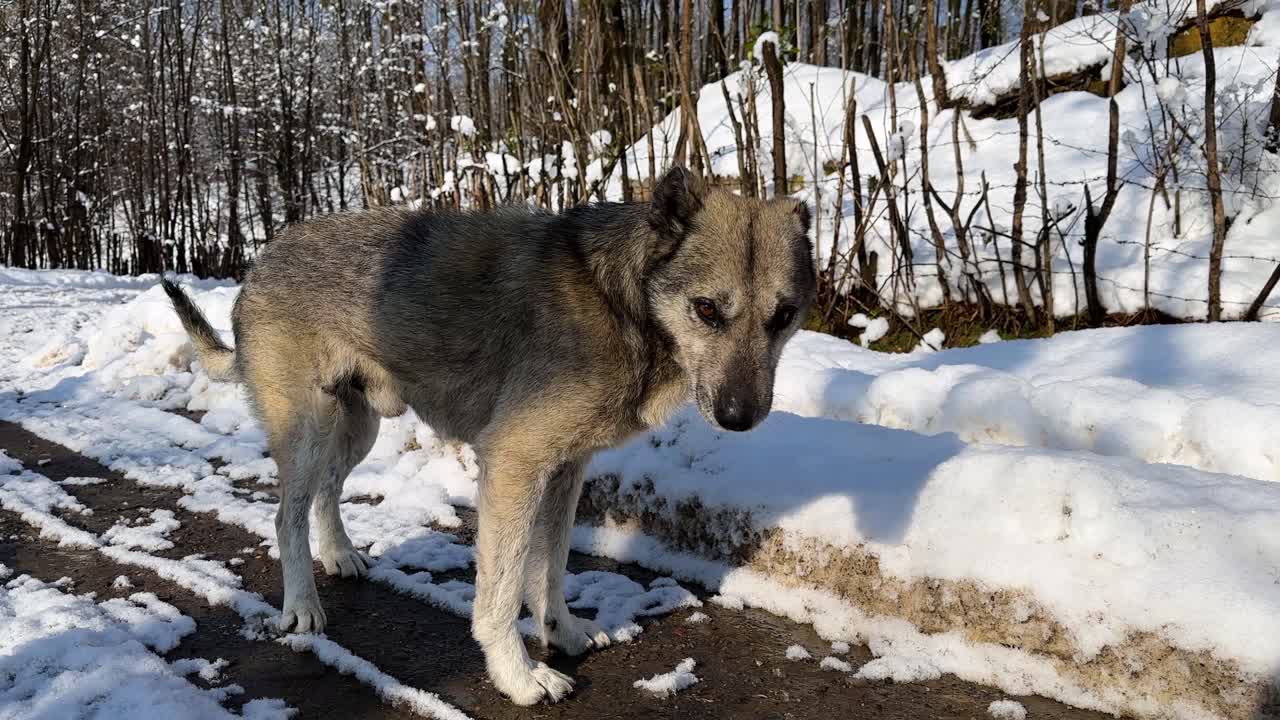 Dog is clean its body in winter snowfall Hyrcanian forest landscape scenic Iran heavy snow brown animal rural village countryside Gilan local life cold season mountain nature pine trees outdoors