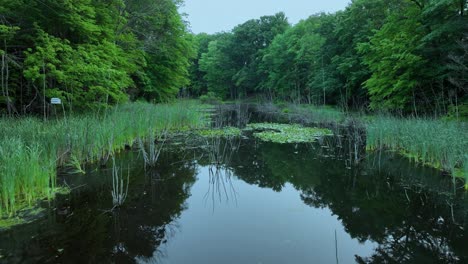 ozark blues highlight over this swamp clip