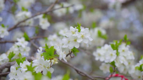 close-up-of-branches-covered-with-flowering-colors