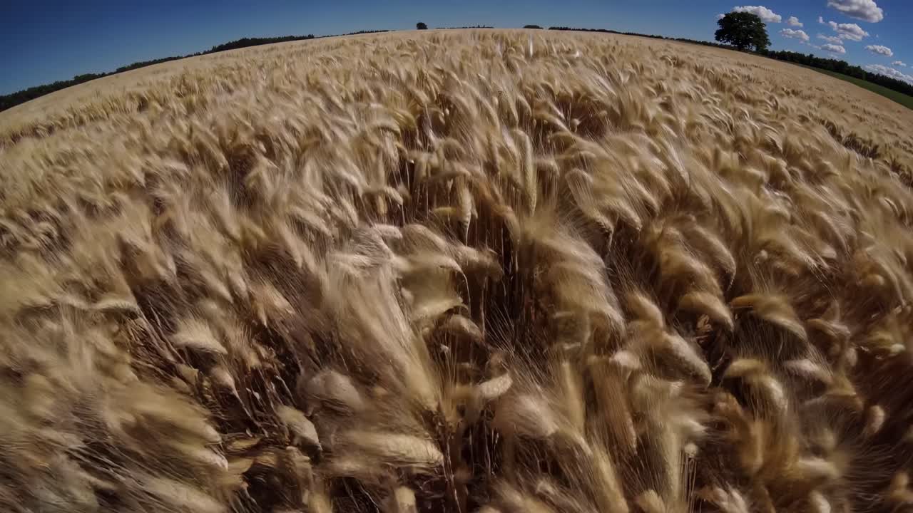 Drone video captures a sweeping aerial view of a golden wheat field under a clear blue sky