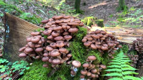wild "ghebe" mushrooms growing in romanian forest with moss background