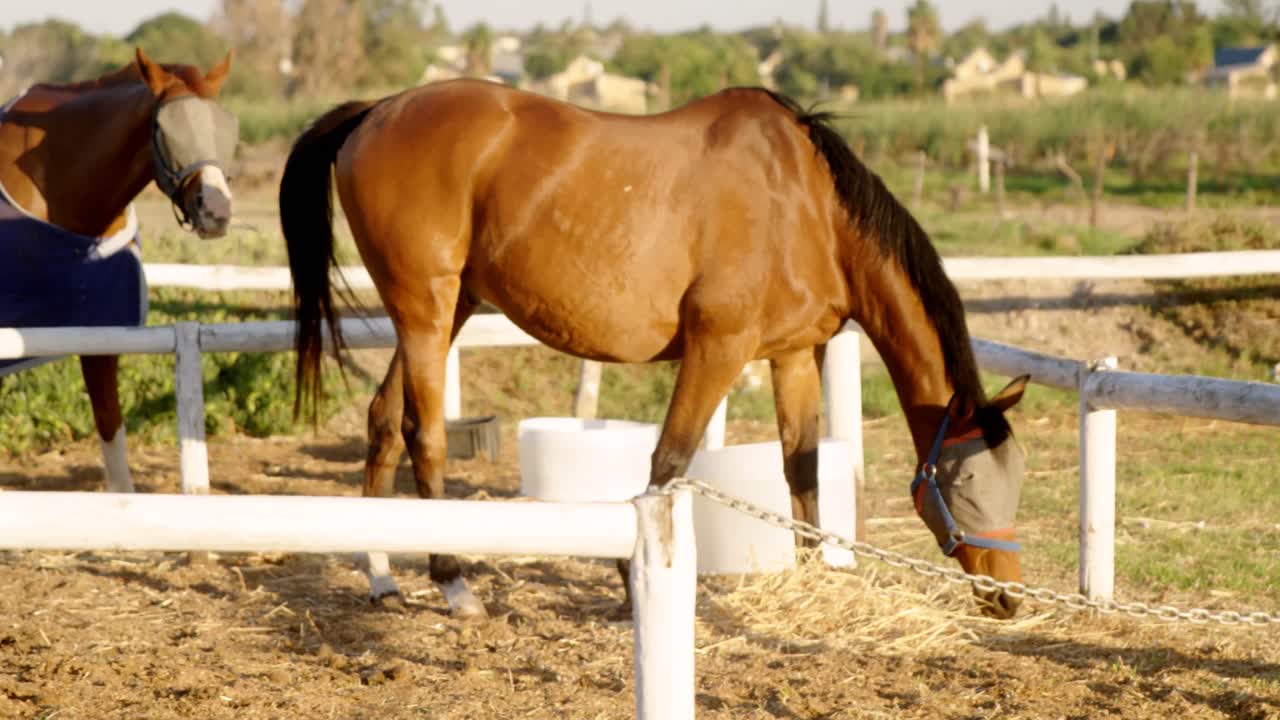 牧場で草を食む馬 4K