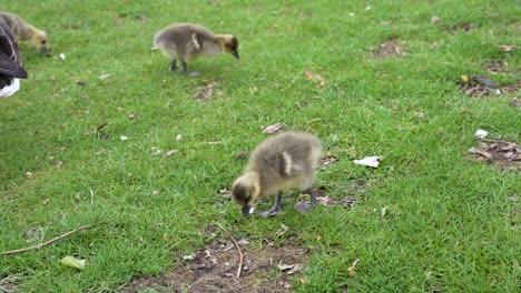 High-angle-shot-of-geese-goslings-feeding-from-grass