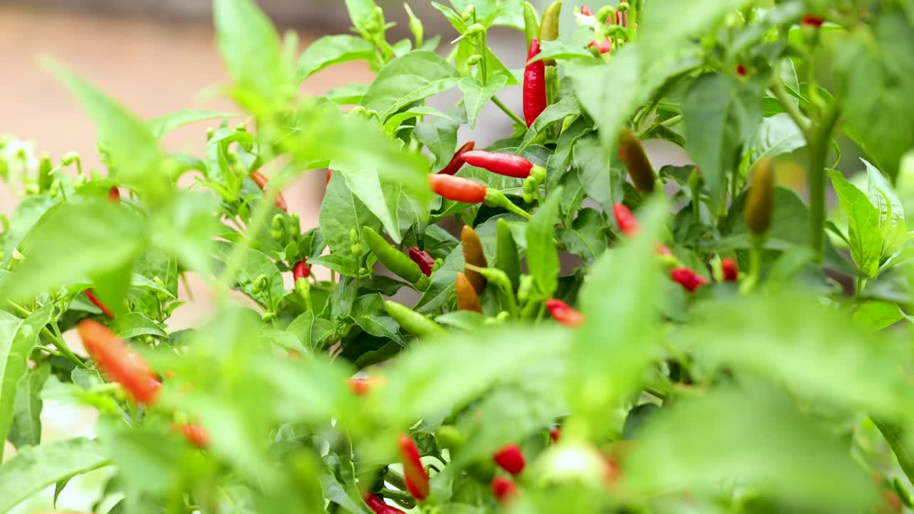 Red chili peppers grow densely on lush green plants in bright natural light. The camera smoothly pans across the garden, highlighting vibrant colors and healthy foliage