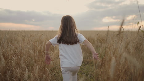 slow motion the camera follows a little girl of 4-5 years old running in a field of grain golden spikelets at sunset happy and free. happy childhood. hair develops in the sunlight