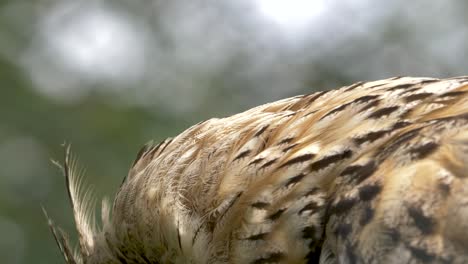 Close-up-shot-of-the-eye-of-a-Great-Horned-Owl