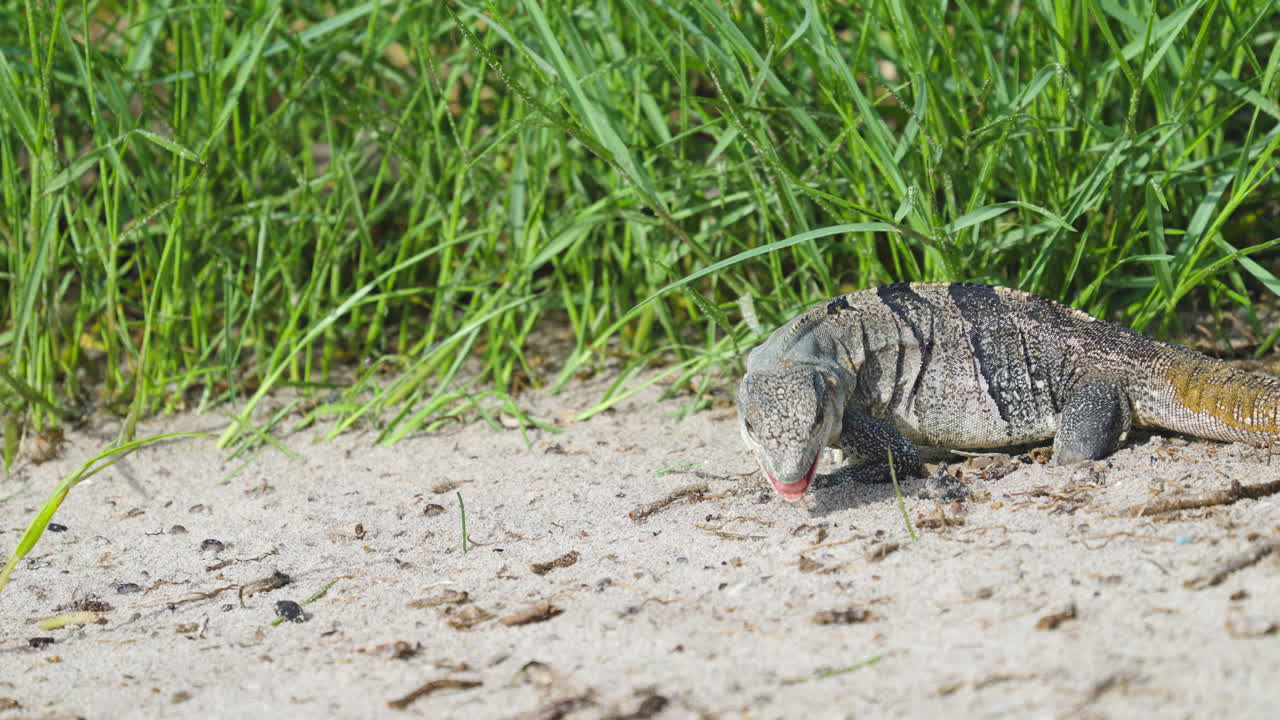 Iguana Feeding and Eating Sand Fleas on Beach 6