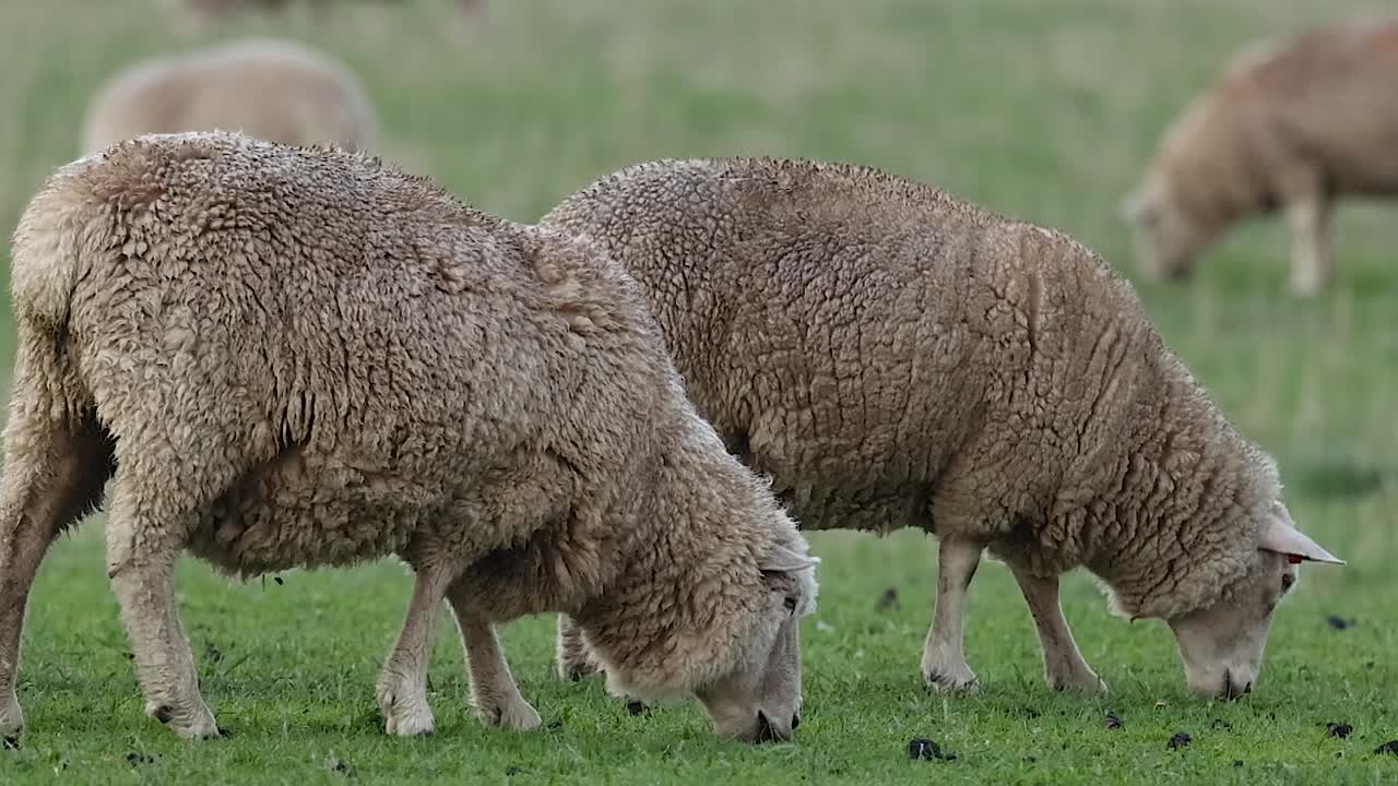 Due pecore lanose pascolano fianco a fianco in un rigoglioso campo verde con altre sfocate sullo sfondo