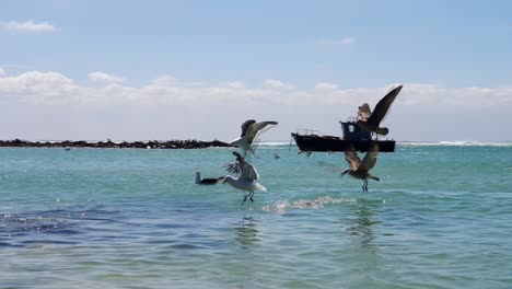 gulls congregate on the water in a natural harbor  waiting for fish guts on the south african coast