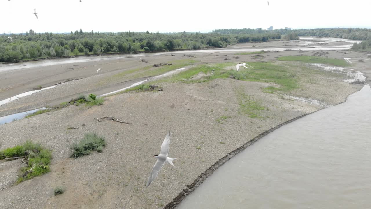 큰 강 위를 날아다니는 새 무리. 물 위를 돌아다니는 독수리 무리.