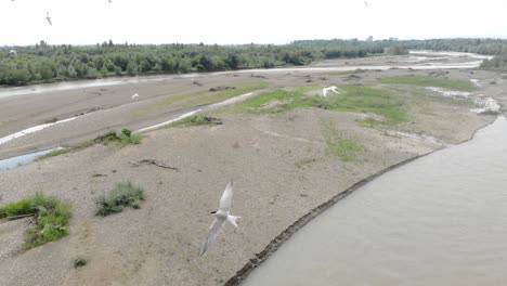 una bandada de pájaros que vuela sobre un gran río. una banda de gaviotas dando vueltas sobre el agua