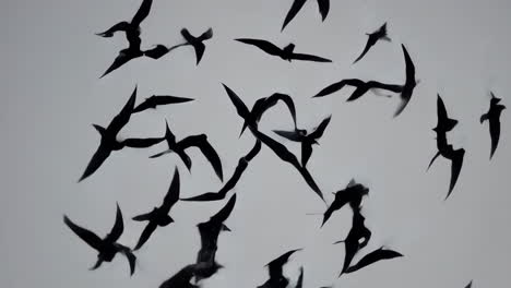 flock of birds in flight
