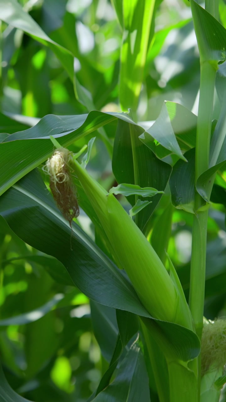 Close-up of a Green Corn Cob Growing on a Plant